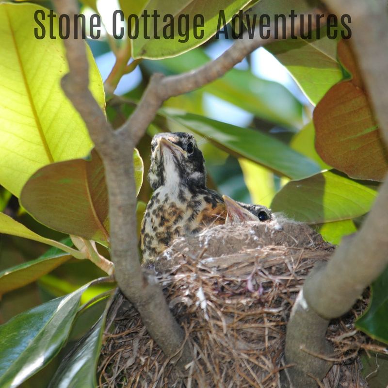 Garden Guest: Baby Robins 2017 – photo 1