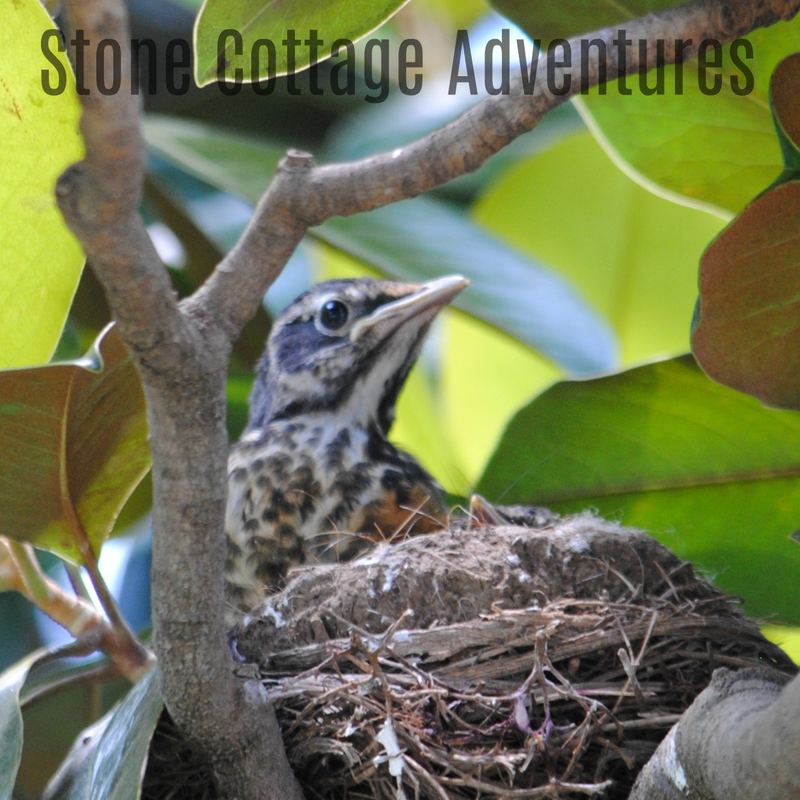 Garden Guest: Baby Robins 2017 – photo 4