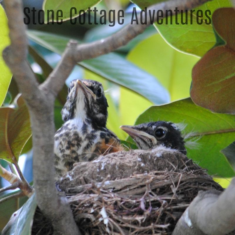 Garden Guest: Baby Robins 2017 – photo 5