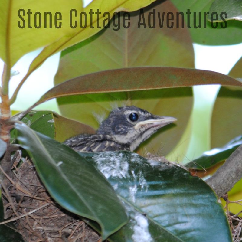 Garden Guest: Baby Robins 2017 – photo 6