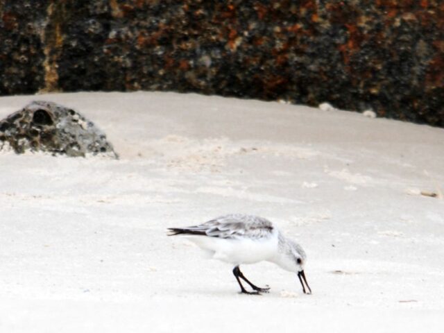 Sanderlings, Maybe?