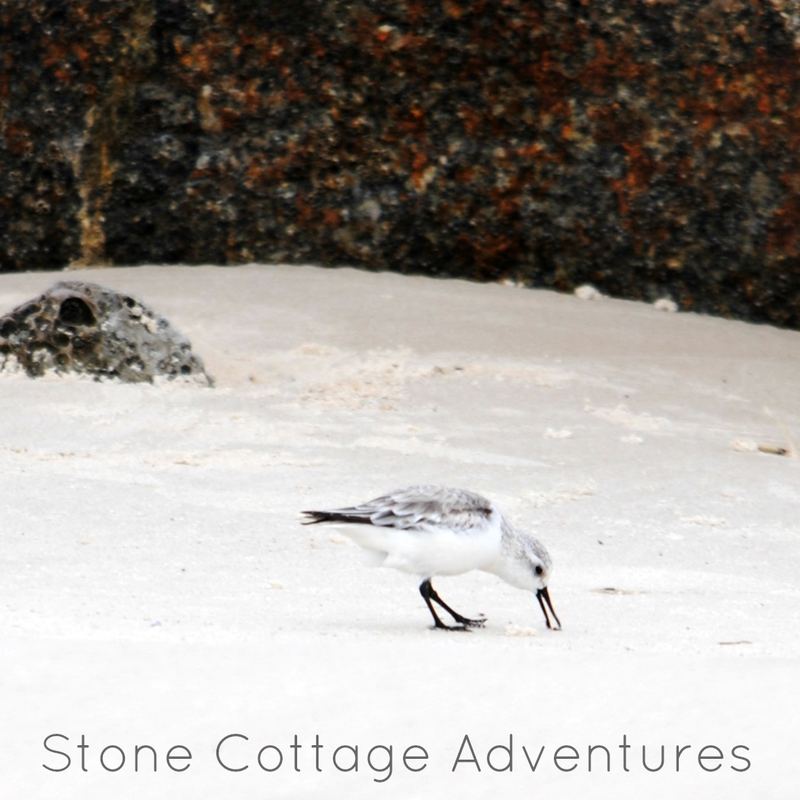 Sanderlings, Maybe? – photo 1