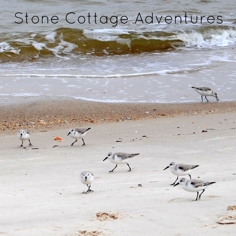 Sanderlings, Maybe? – photo 4