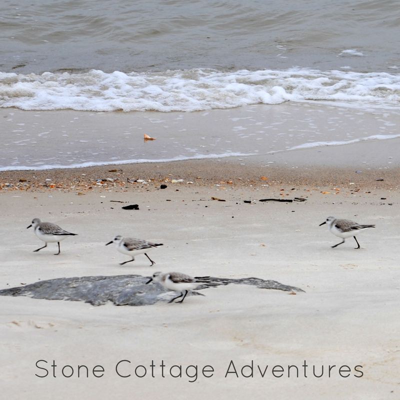 Sanderlings, Maybe? – photo 5