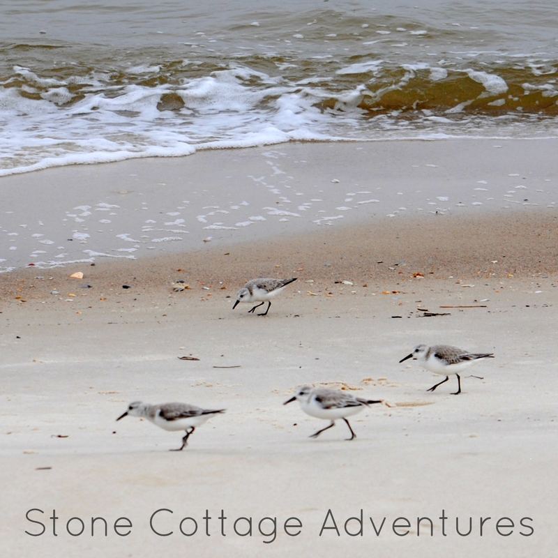 Sanderlings, Maybe? – photo 6