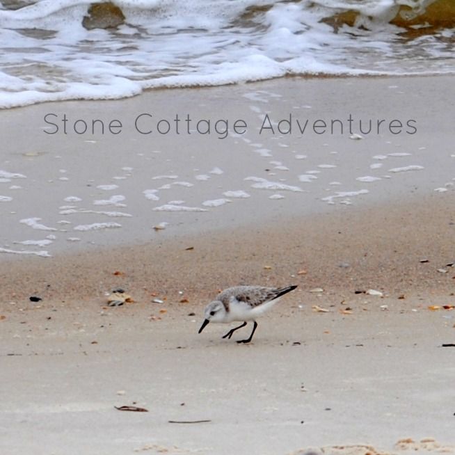 Sanderlings, Maybe? – photo 7