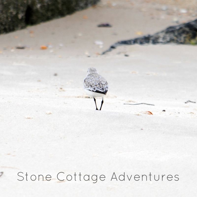 Sanderlings, Maybe? – photo 8