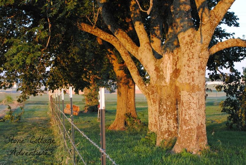 Sentimental Photos – photo 11