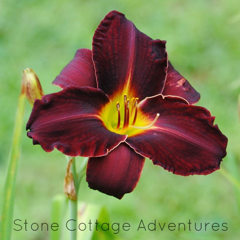 Let's Walk Thru My Garden – photo 1