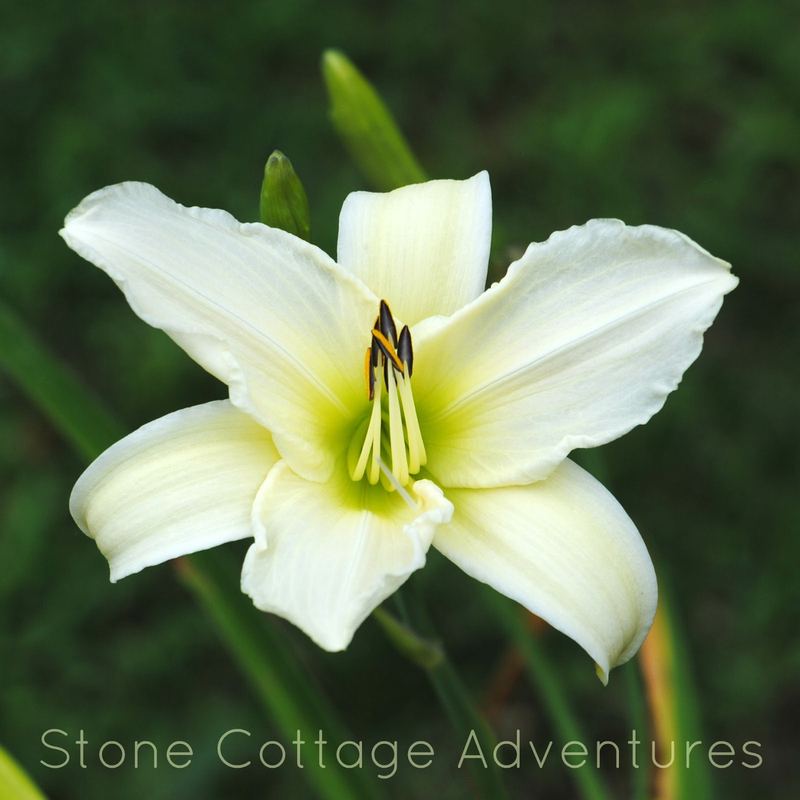 Let's Walk Thru My Garden – photo 11