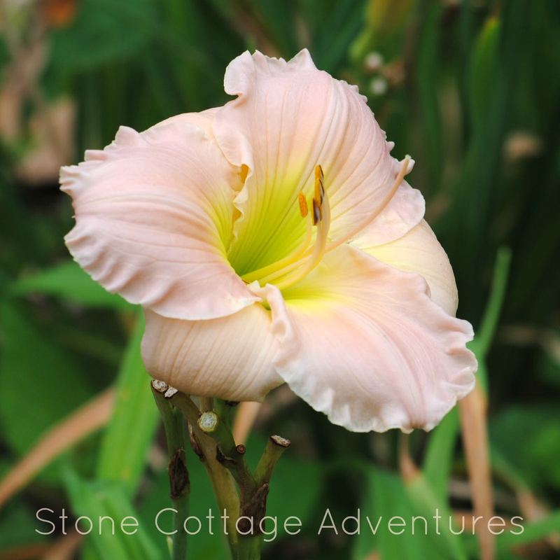 Let's Walk Thru My Garden – photo 12