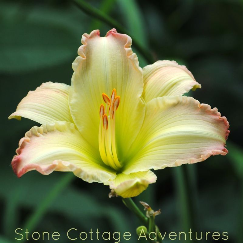 Let's Walk Thru My Garden – photo 13