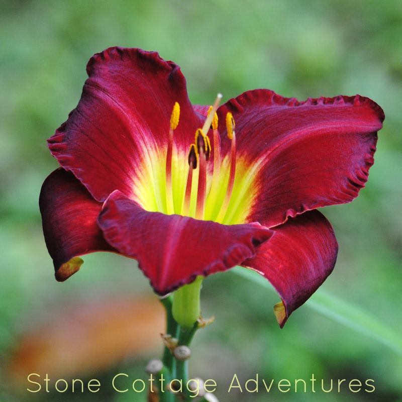 Let's Walk Thru My Garden – photo 14