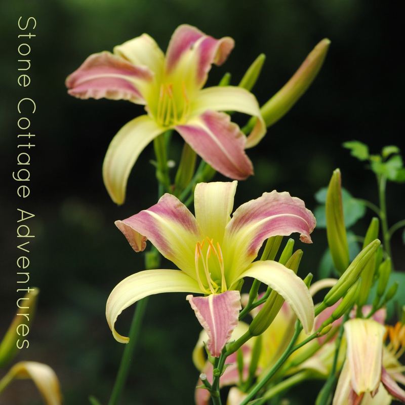 Let's Walk Thru My Garden – photo 2