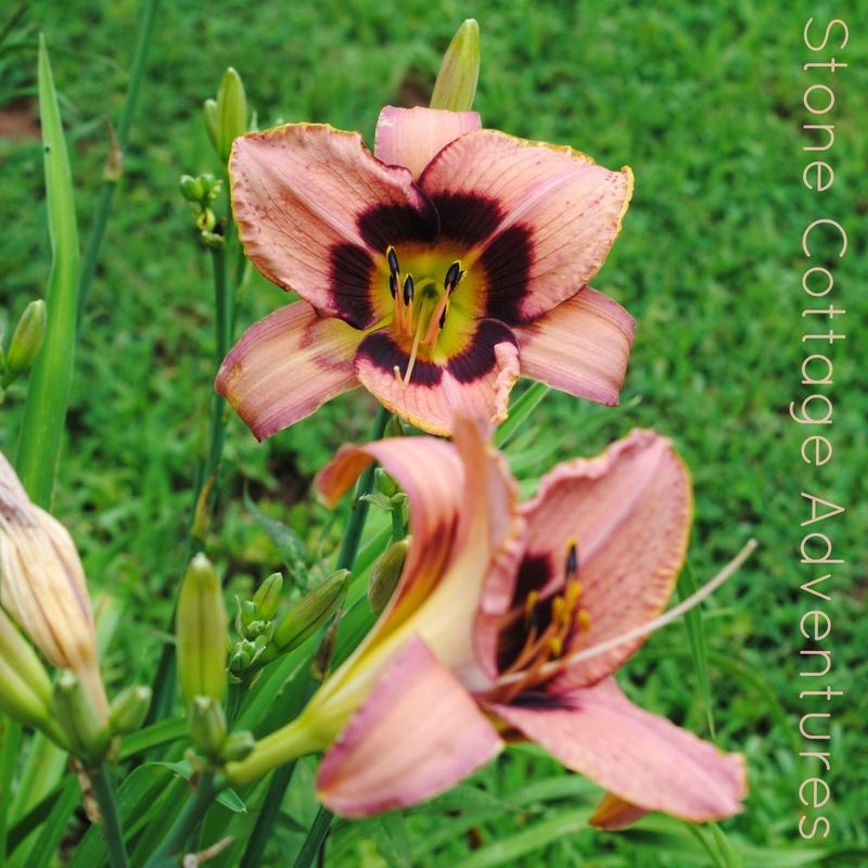 Let's Walk Thru My Garden – photo 3