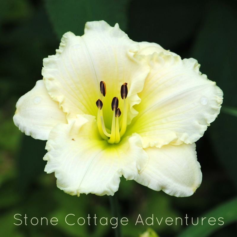 Let's Walk Thru My Garden – photo 6