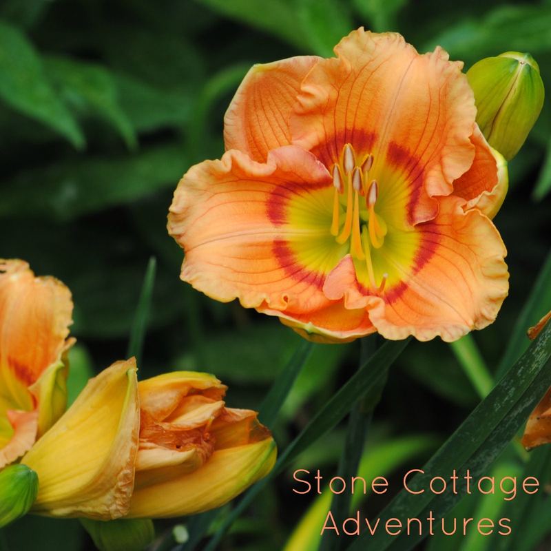 Let's Walk Thru My Garden – photo 7