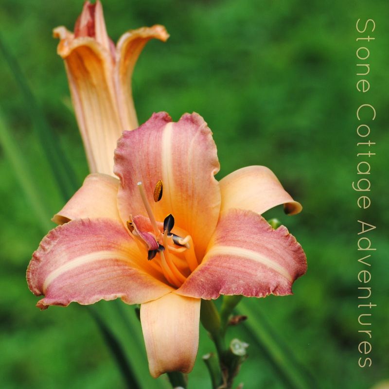 Let's Walk Thru My Garden – photo 8