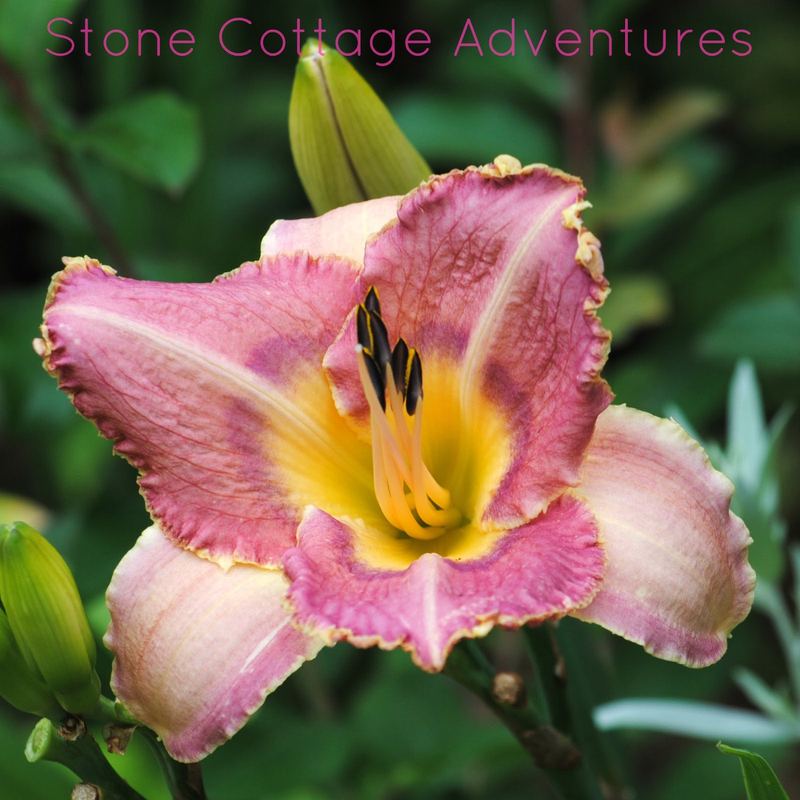 Let's Walk Thru My Garden – photo 9