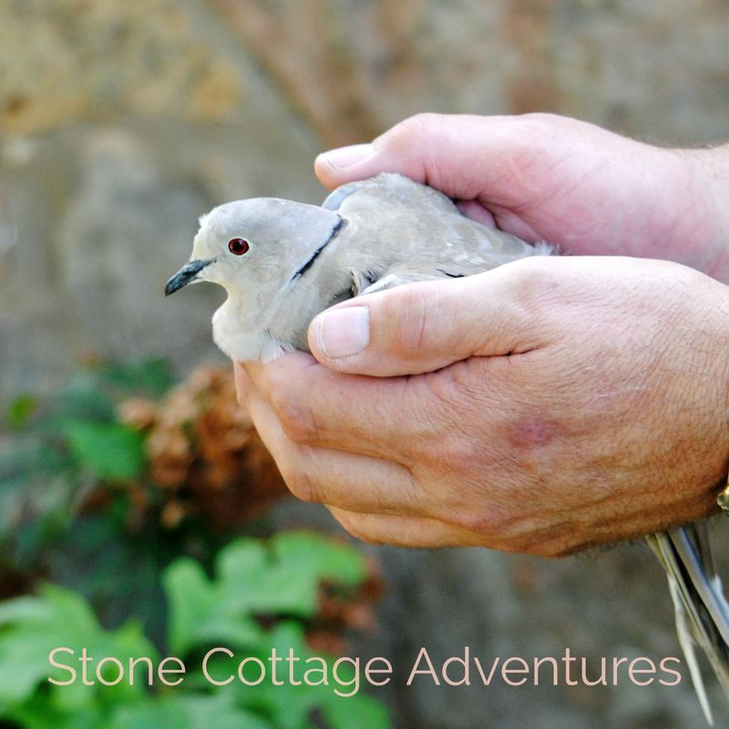 Surprise Visitor – photo 1