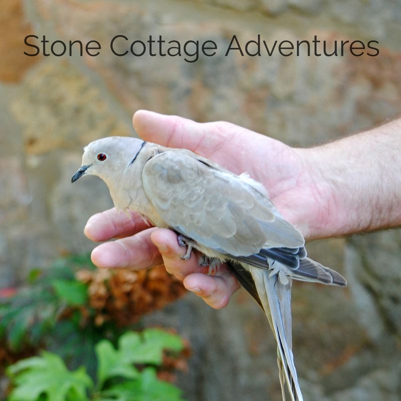 Surprise Visitor – photo 5