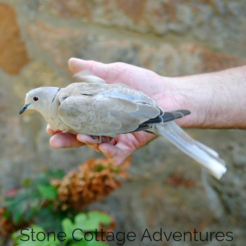 Surprise Visitor – photo 6