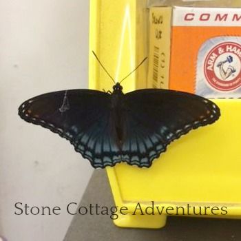 Butterfly on a Bin