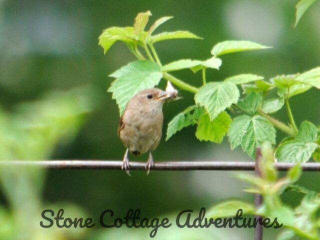 Garden Guest: Wren