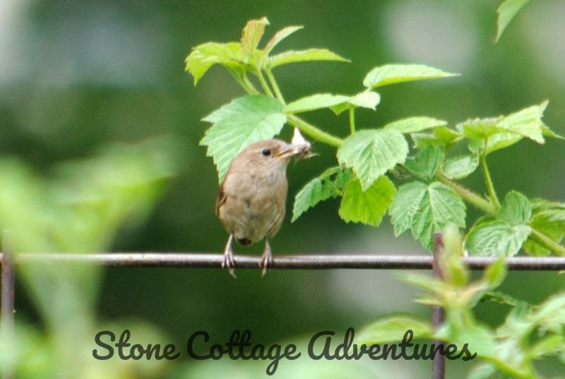 Garden Guest: Wren – photo 1