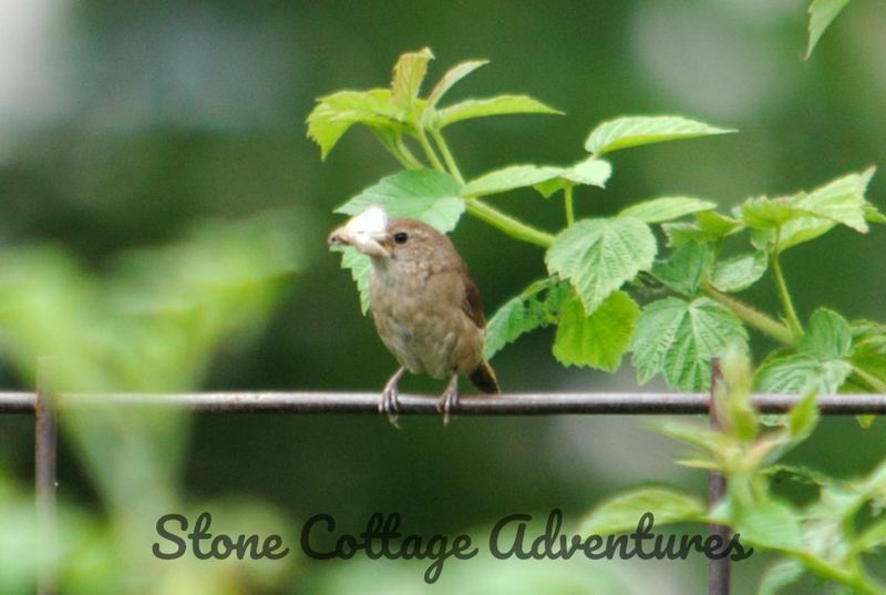 Garden Guest: Wren – photo 6