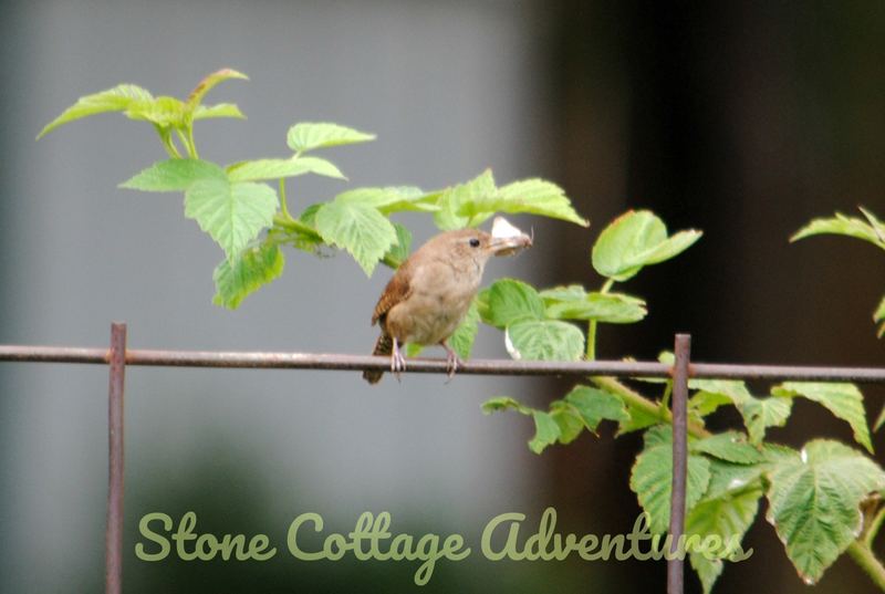 Garden Guest: Wren – photo 7