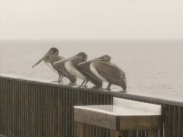 Pelicans at Pier
