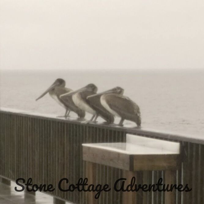 Pelicans at Pier – photo 1