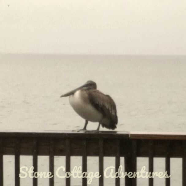 Pelicans at Pier – photo 4