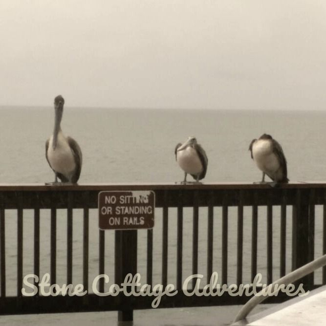 Pelicans at Pier – photo 5