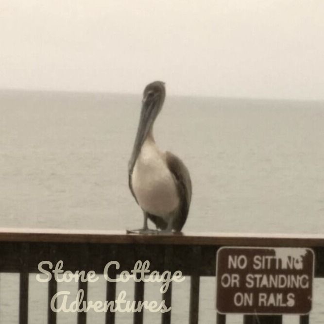 Pelicans at Pier – photo 6