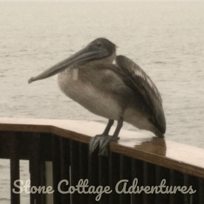 Pelicans at Pier – photo 7
