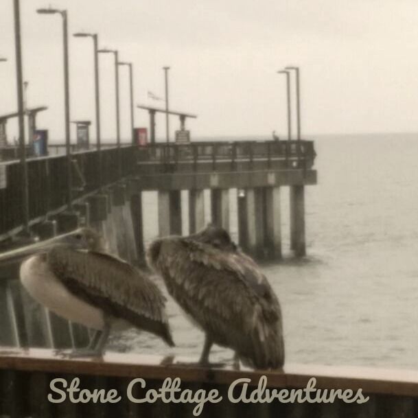 Pelicans at Pier – photo 8