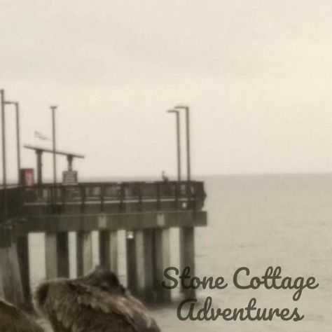 Pelicans at Pier – photo 9