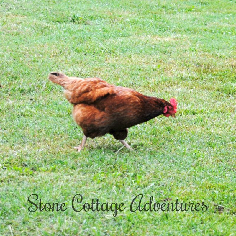 Back Yard Beauties – photo 4