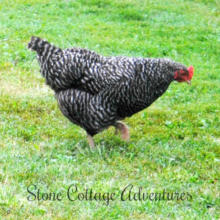 Back Yard Beauties – photo 5