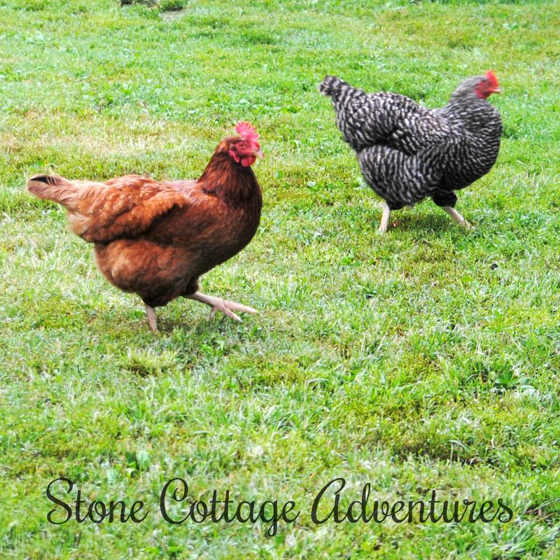 Back Yard Beauties – photo 6