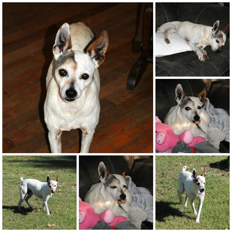 Tobi's Tough Life – photo 9