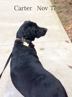 A Hazy Day with Carter – photo 6