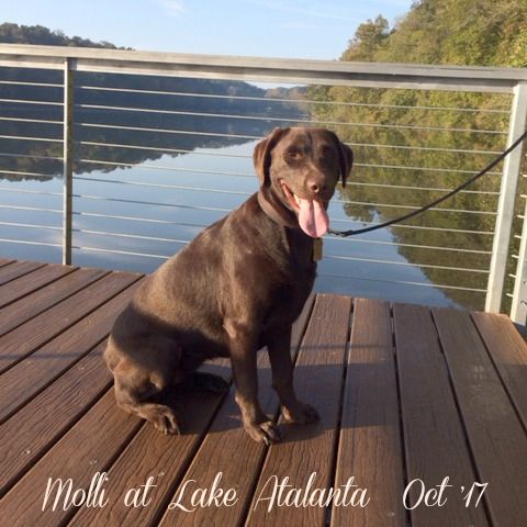A Morning Walk with Molli