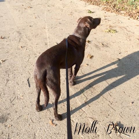 A Morning Walk with Molli – photo 7