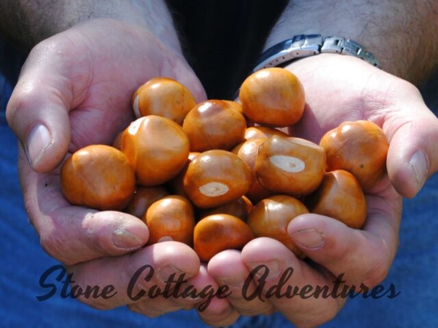 Buckeye Harvest 2017
