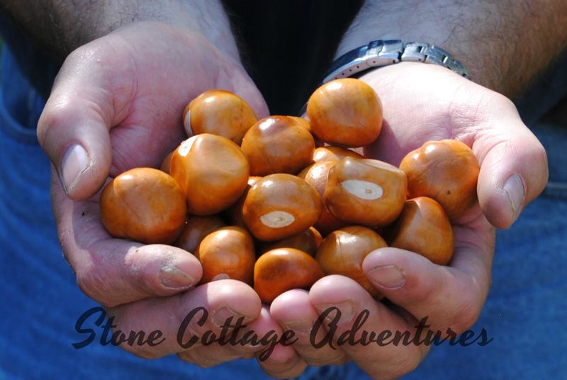 Buckeye Harvest 2017 – photo 1