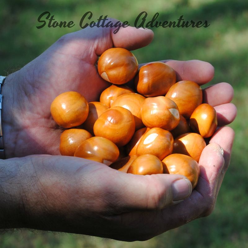 Buckeye Harvest 2017 – photo 5