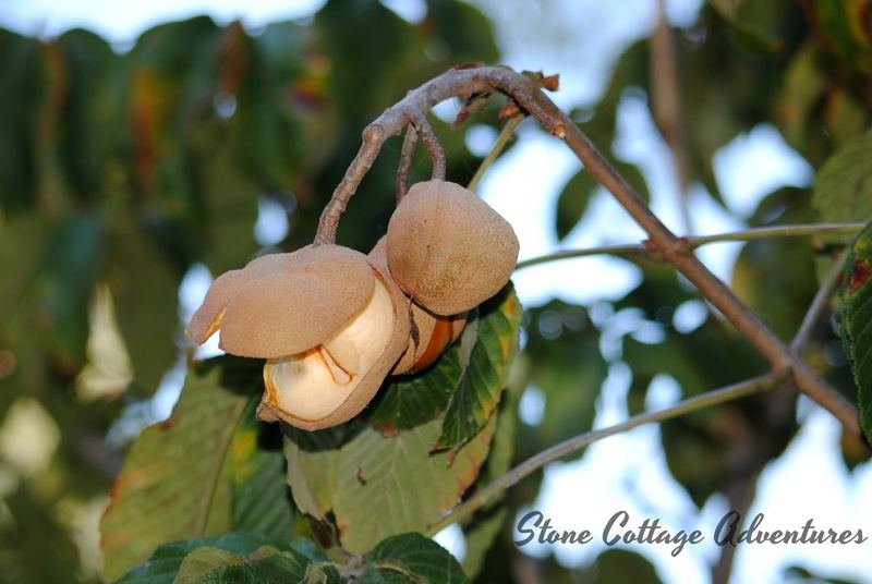 Buckeye Harvest 2017 – photo 6